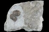 Two Greenops Trilobites - Hungry Hollow, Ontario #107546-6